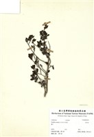 藏品(水芫花)的圖片